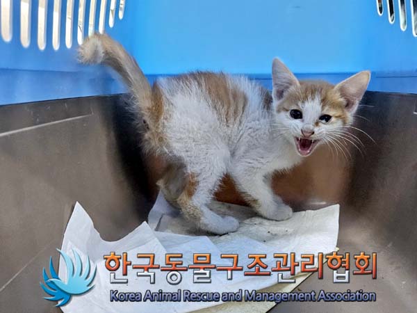 한국동물구조관리협회_411316202400301